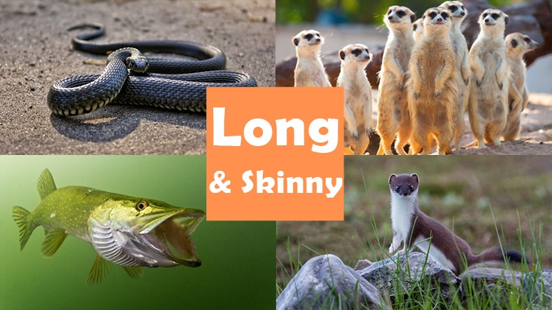 animals-that-are-long-and-skinny