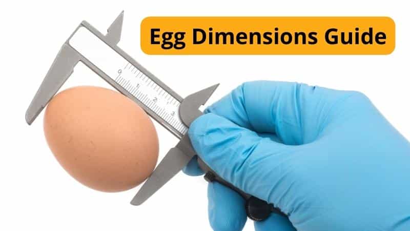 What Are The Dimensions of an Egg